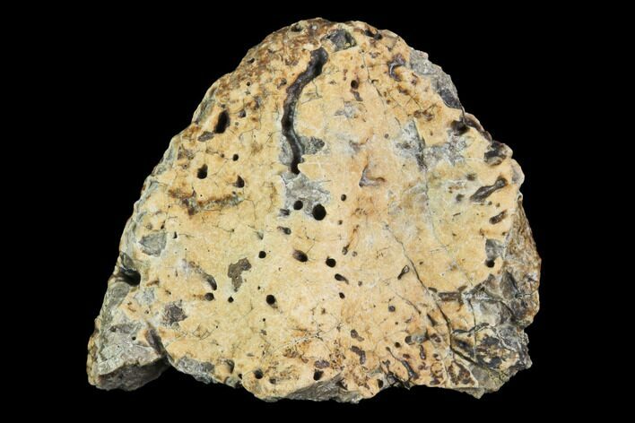 Ceratopsian Frill Section - Alberta (Disposition #-) #94854